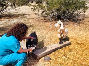 Feeding the goats