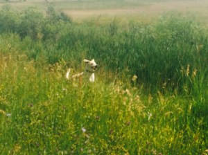 Field bounding for Frankie in Boulder